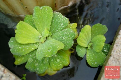 Цветы которые растут в воде дома. Водные растения