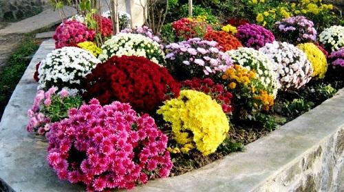 Хризантема мультифлора в сибири. Выращивание хризантемы мультифлора