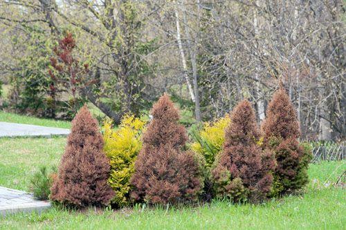 Желтеет пихта корейская, что делать. Совет 1: Хвойные весной желтеют, что делать?