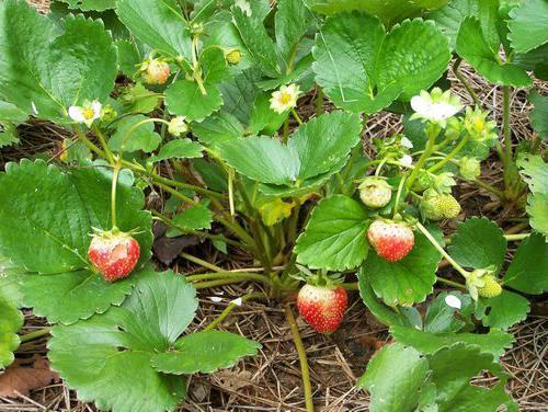 Группы культурных растений. Примеры названий культурных растений