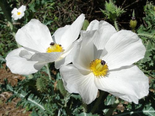 Красные цветы похожие на маки. «Родственники» маков