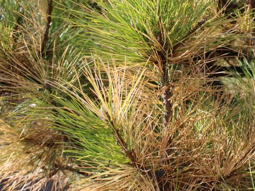 Болезни сосен и их лечение ржавчина. Ржавчина и другие болезни