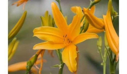 Лилейники отцвели, что делать дальше. Обрезка лилейников — подготовка растения к зиме