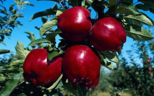 Плодовые деревья для сада. Выбор деревьев для сада