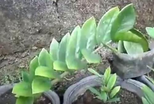 Как восстановить замиокулькас. Замиокулькас что делать если