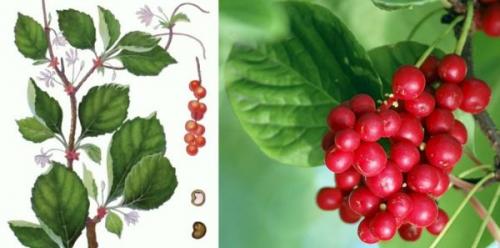 Как цветет лимонник. Описание