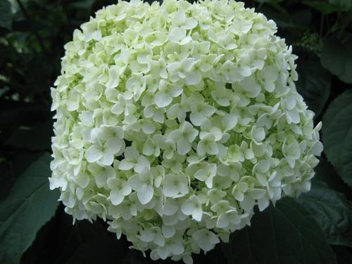 Как отличить уличную гортензию от домашней. Почему важно знать вид вашей гортензии?