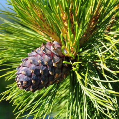 Сколько лет растет сибирский кедр. Происхождение сибирской кедровой сосны: где растет и сколько живет кедр