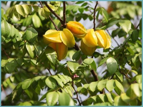 Комнатные растения карамбола. Карамбола– выращиваем экзотический фрукт из тропиков в домашних условиях