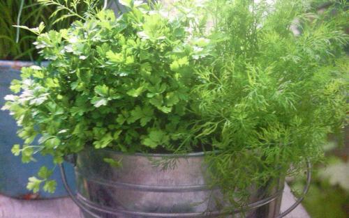 Пряные травы на подоконнике из семян самые неприхотливые. Как вырастить пряные травы на подоконнике