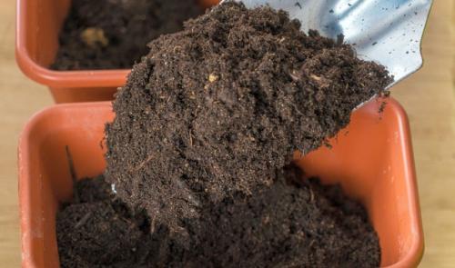 Пряные травы на подоконнике из семян самые неприхотливые. Как вырастить пряные травы на подоконнике