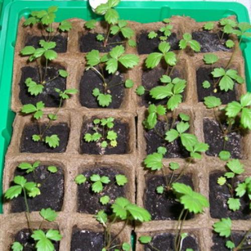 Когда рассаживать ремонтантную землянику безусую. Как размножить и ухаживать за ремонтантной безусой земляникой лучших сортов