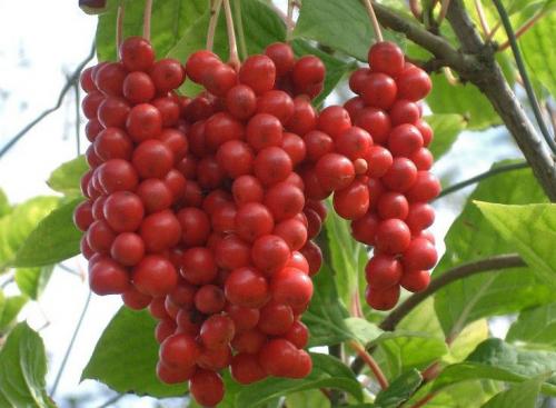 Чем полезен лимонник. Польза и вред лимонника