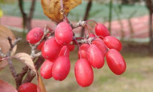Сироп лимонника сахалинского. Сироп из лимонника