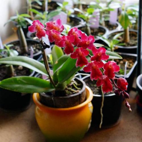 Онцидиум виды. Как ухаживать за орхидеей Онцидиум в домашних условиях