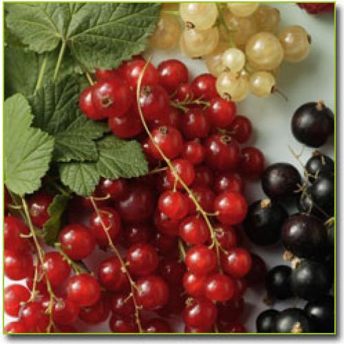 Названия фруктовых деревьев по алфавиту. Фрукты и ягоды