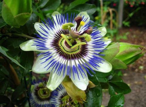 Страстоцвет пассифлора лечебные свойства. Пассифлора: от чего помогает и что лечит, как использовать в народной медицине