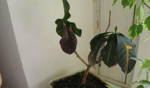 КРОТОН опали все листья. Почему у кротона сохнут и опадают листья и что при этом делать