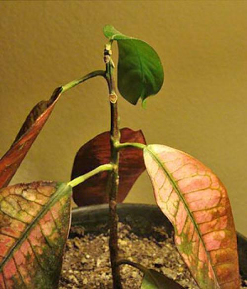 Почему цветок КРОТОН сбрасывает листья. Почему у вашего кротона сохнут и опадают листья