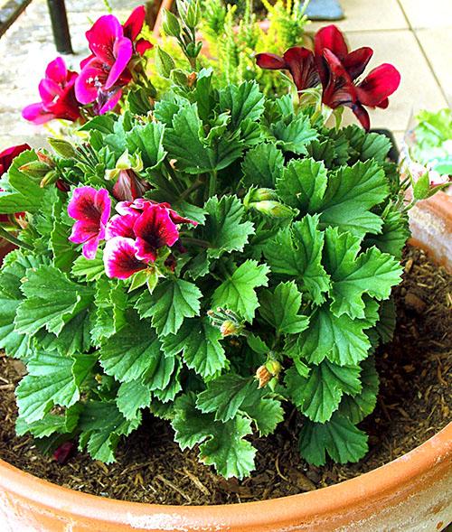 Королевская герань белая. Фото королевской пеларгонии и уход за растением дома