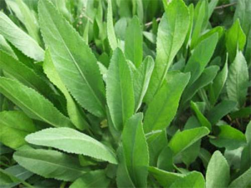 Канупер — лекарственное растение всем на удивление