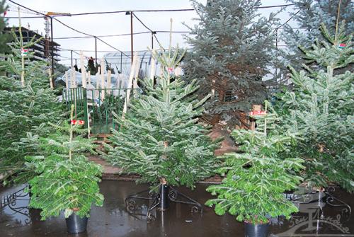 Что делать желтеет пихта. Пихта в ландшафтных посадках. Есть ли минусы?