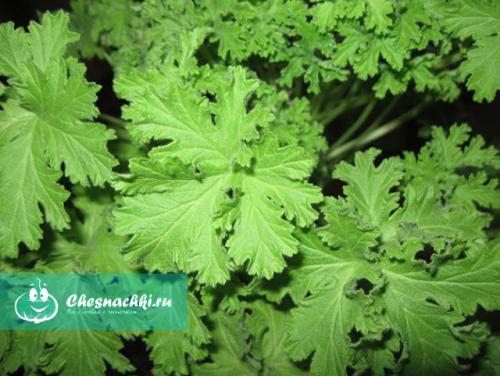 Герань душистая польза. Лечебные свойства и противопоказания герани душистой