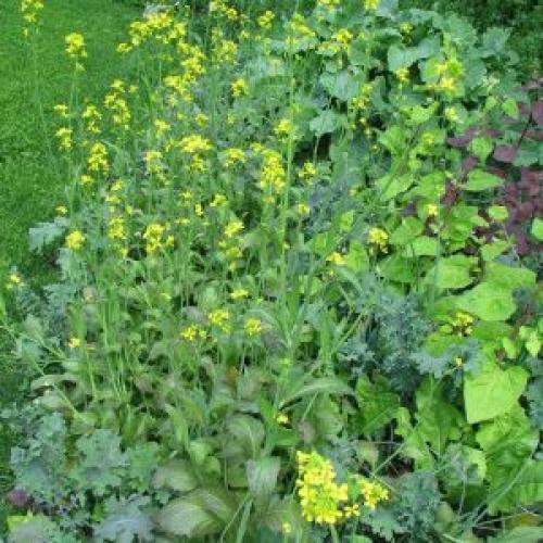 Семена капусты, как вырастить семена. Всё в твоих руках