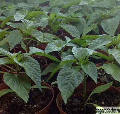 Пасленовые овощи – выращивание и уход