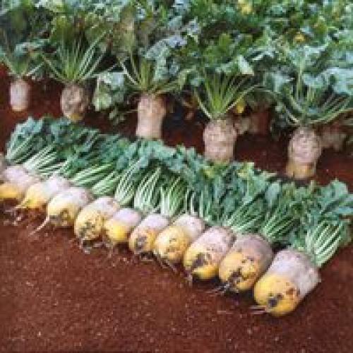 Лучшие сорта свеклы кормовой. Популярные сорта