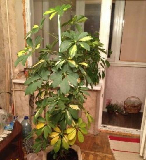 Почему у шефлеры желтеют опадают листья Что делать. Листья шефлеры желтеют. Почему? Что делать?