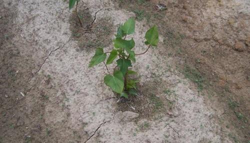 Комнатный цветок ипомея батат. Два способа посадки ипомеи батат и основы ухода за цветком