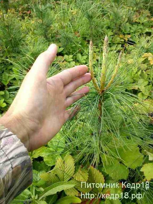 Как быстро растет кедр в год. Рост кедра