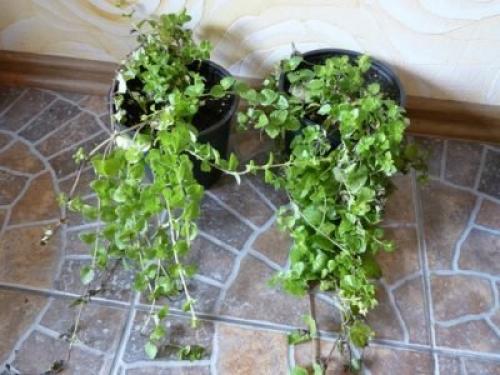 Чабер огородный Ароматный многолетний. Сорта и виды