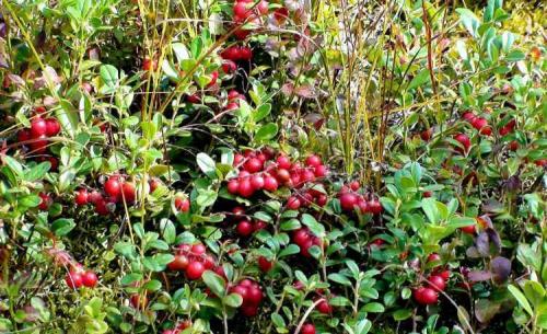 Брусника это дикорастущее растение. Как выглядит и где растет ягода брусника