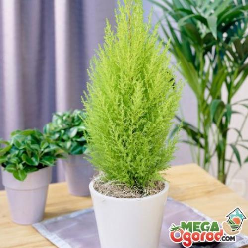 Туя на зиму в горшке на улице. Высаживание и пересаживание