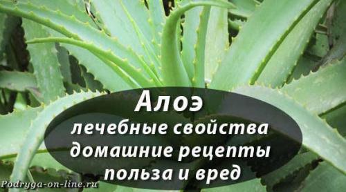 Алоэ пятнистое лечебные свойства. Алоэ лечебные свойства домашние рецепты польза и вред. Столетник для здоровья и красоты.