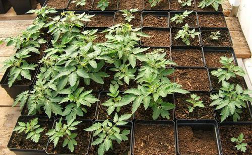 Группы культурных растений. Примеры названий культурных растений