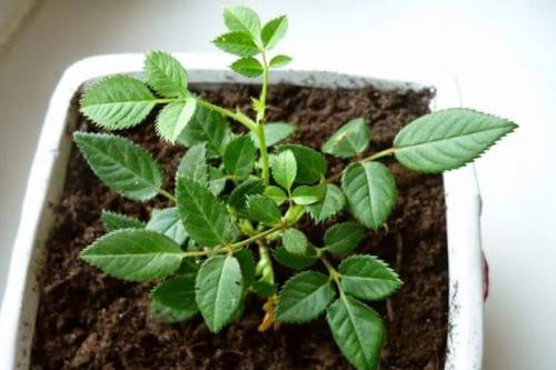 Роза уход. Пересадка комнатной розы