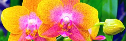 Подарили цветущую орхидею в маленьком горшочке как ухаживать