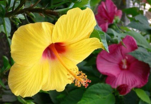 Дикая роза комнатное растение уход. Как правильно ухаживать за китайской розой в домашних условиях: выращивание и размножение