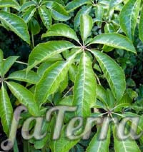 Schefflera arboricola уход. Шеффлера виды