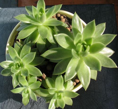 Эхеверия Черный принц уход. Эхеверия – каменная роза 