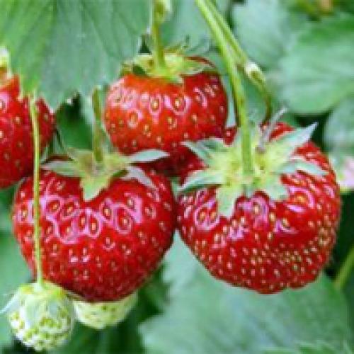 Что такое ремонтантная земляника. Ремонтантная клубника