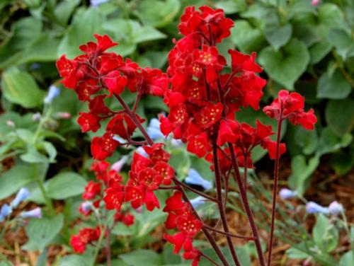 Гейхера кроваво-красная Heuchera sanguinea. Гейхера красная, посадка и уход
