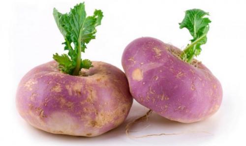 Сорта репы без горечи. Лучшие сорта репы для теплицы