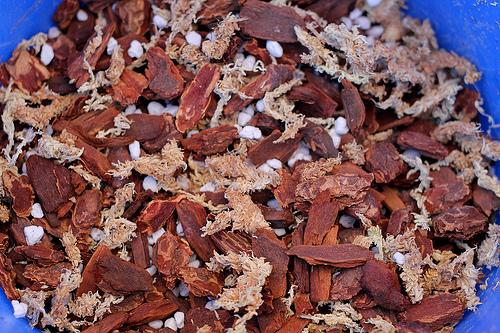 Онцидиум виды. Как ухаживать за орхидеей Онцидиум в домашних условиях