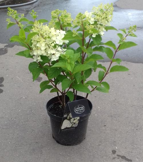 Гортензия метельчатая hydrangea paniculata polar bear. Посадка