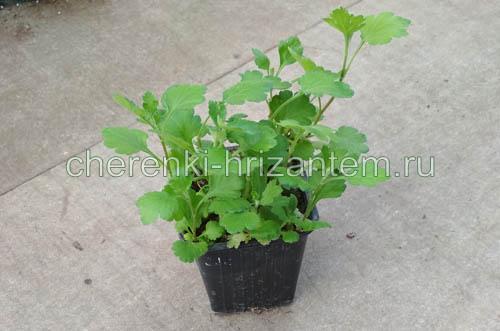 Хризантема крупноцветковая каталог. Хризантема