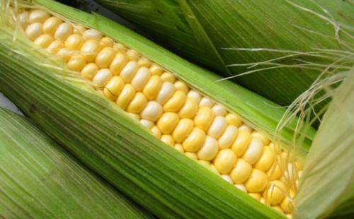 Лучшие сорта кукурузы сахарной для черноземья. Самые сладкие сорта и гибриды сахарной кукурузы для выращивания из семян